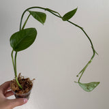 Monstera pinnatipartita 1