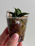 Sanseveria 38