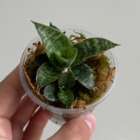 Sanseveria 38