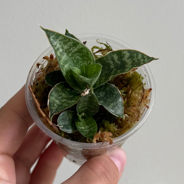 Sanseveria 38