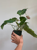 Philodendron verrucosum 27