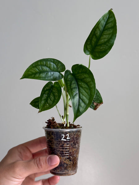 Monstera siltepecana 22