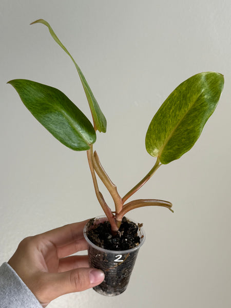 Philodendron painted lady 2