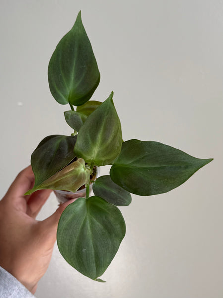 Philodendron camposportoanum 15
