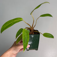 Philodendron painted lady 48