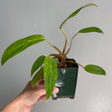 Philodendron painted lady 48