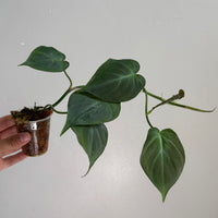 Philodendron camposportoanum 8