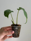 Monstera siltepecana 27