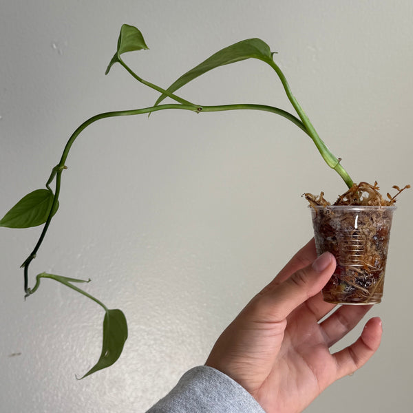 Monstera pinnatipartita 1
