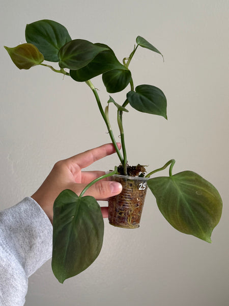 Philodendron camposportoanum 25