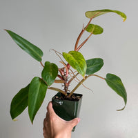 Philodendron painted lady 47