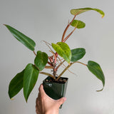 Philodendron painted lady 47