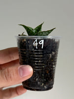 Sanseveria 49