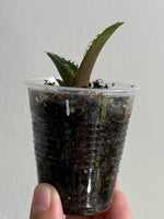 Agave titanota 1