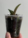 Agave titanota 1