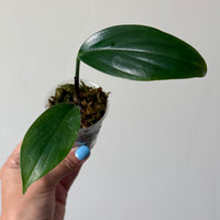 Rhaphidophora decursiva 19
