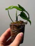 Monstera siltepecana 33