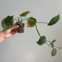 Philodendron camposportoanum 20