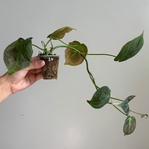 Philodendron camposportoanum 20