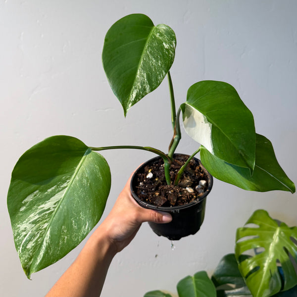 Monstera albo 49 *will ship bare root in moss*