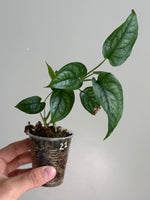 Monstera siltepecana 22