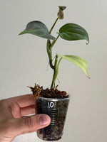Philodendron camposportoanum 10