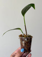 Rhaphidophora decursiva 19