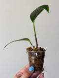 Rhaphidophora decursiva 19
