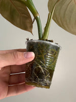 Philodendron glorious28