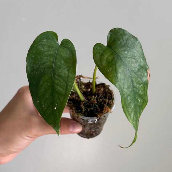 Monstera siltepecana 27