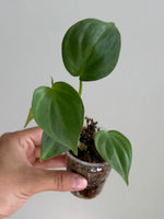 Philodendron camposportoanum 26