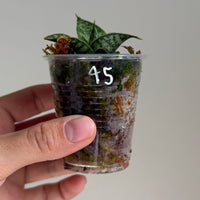 Sanseveria 45