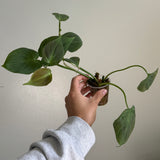 Philodendron camposportoanum 25