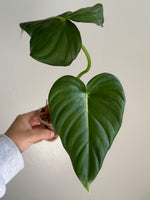 Philodendron pastazanum 5