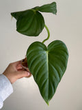 Philodendron pastazanum 5