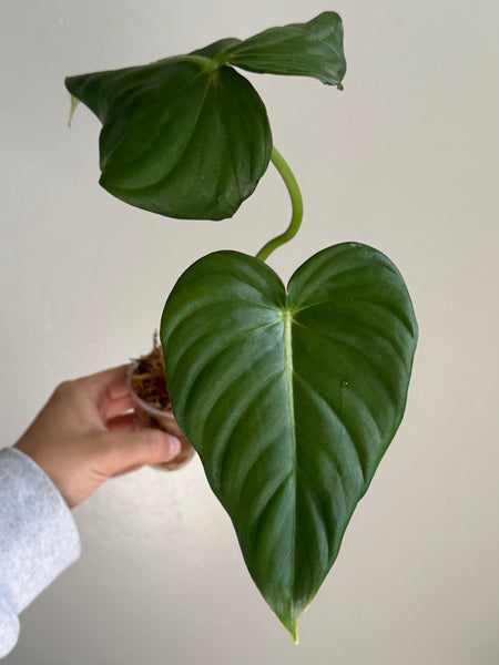 Philodendron pastazanum 5
