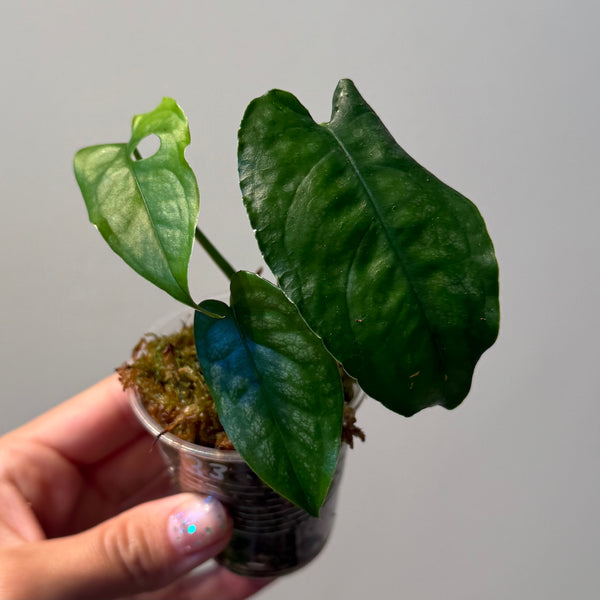 Monstera siltepecana 33