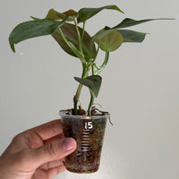 Philodendron camposportoanum 15