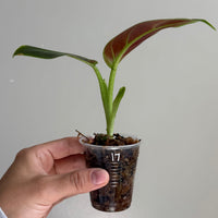 Philodendron subhastatum 17