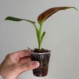 Philodendron subhastatum 17