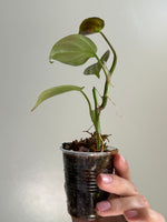 Philodendron camposportoanum 10
