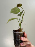 Philodendron camposportoanum 10
