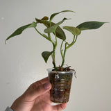 Philodendron camposportoanum 15