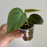 Philodendron camposportoanum 16