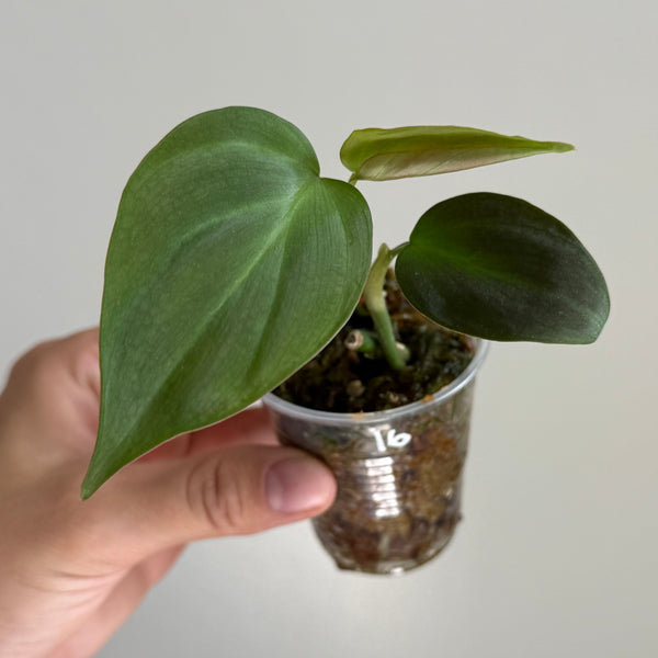 Philodendron camposportoanum 16
