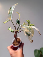 Syngonium starlite 7