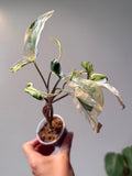 Syngonium starlite 7