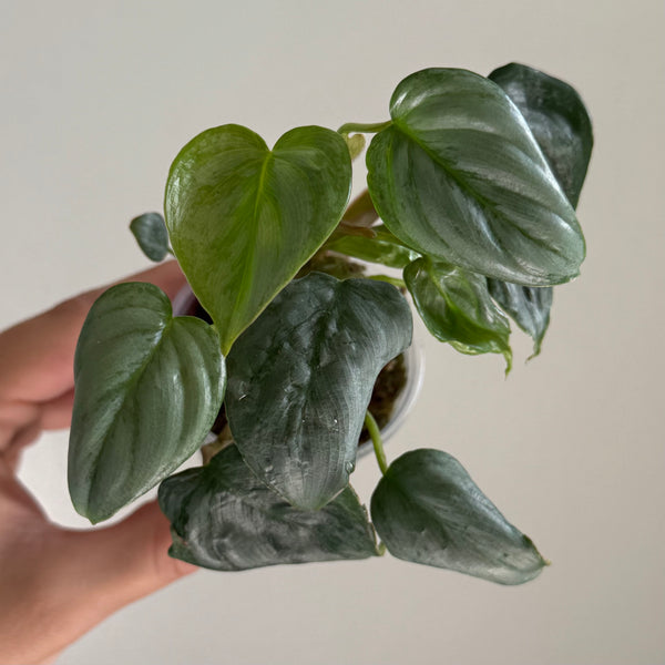 Philodendron brandtianum 15