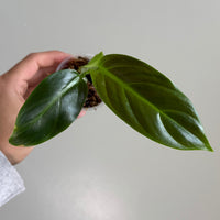 Philodendron subhastatum 17