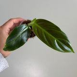 Philodendron subhastatum 17